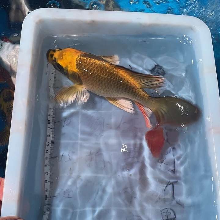 蝴蝶鲤鱼渔场直发64