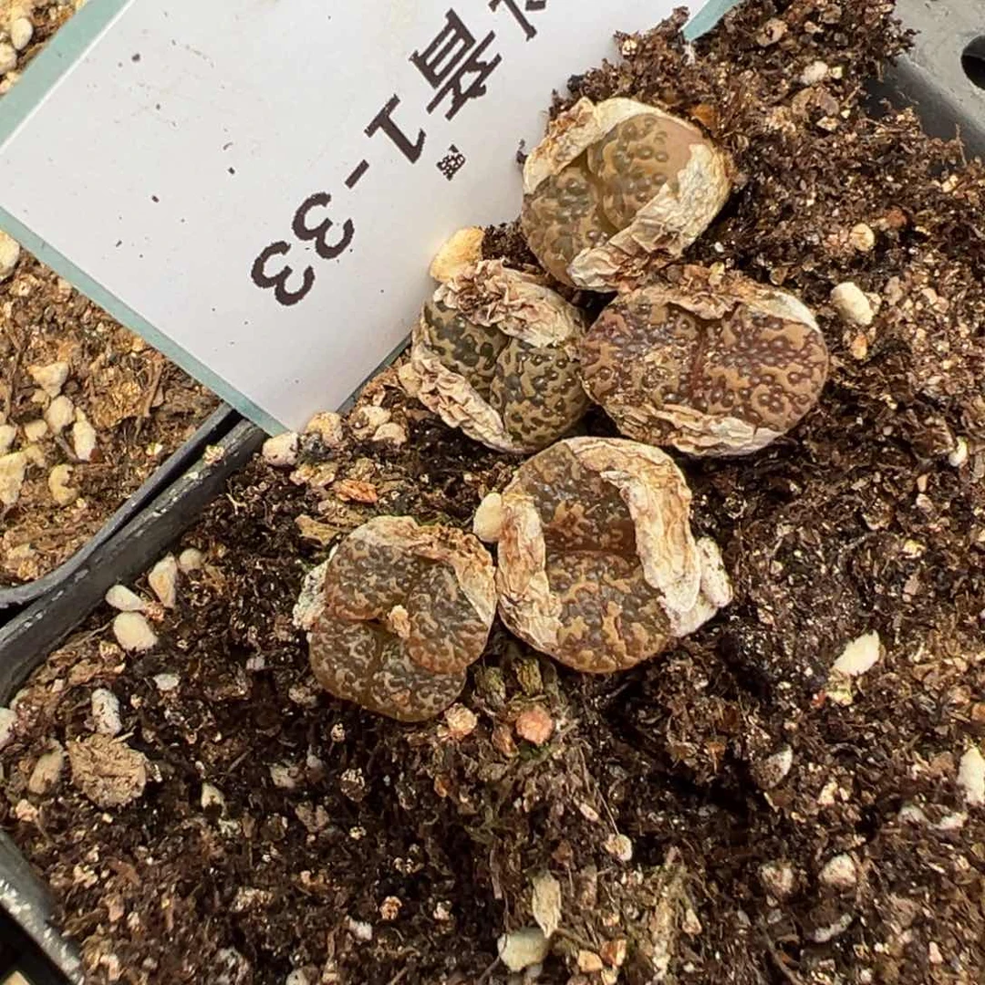 1-33肉锥多肉植物，