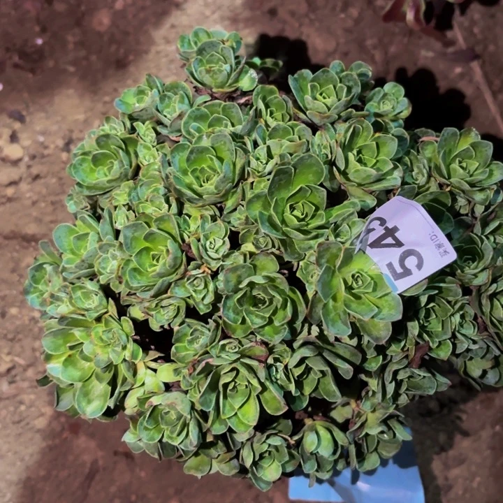 545球玫瑰多肉植物不售后