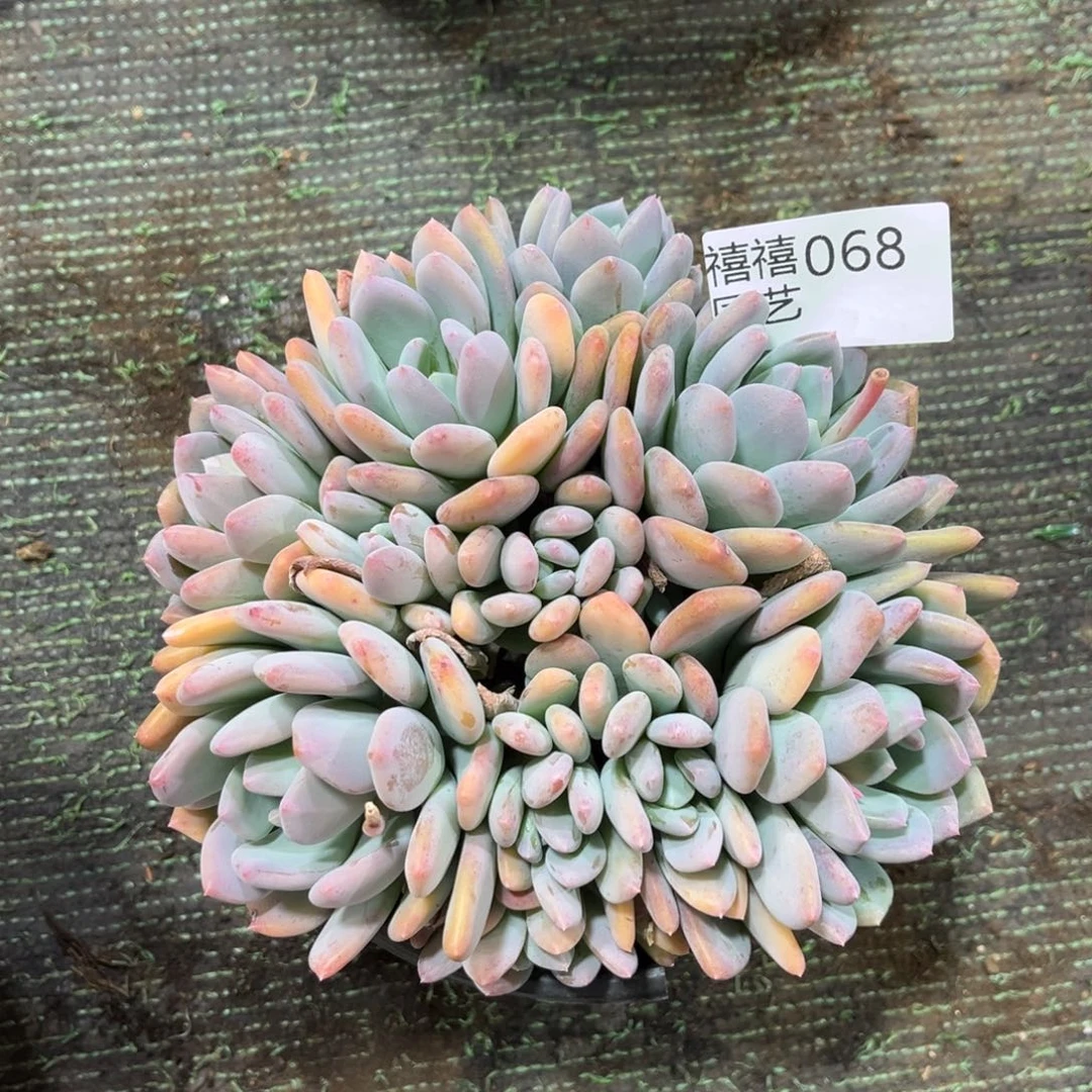 是***呀068灰姑娘多肉植物#