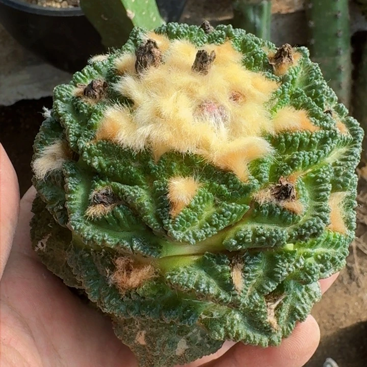 小**艺福利新顿龟甲0646