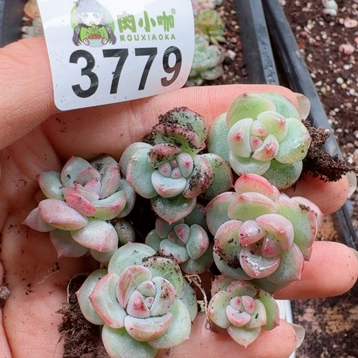 多肉植物多肉植物