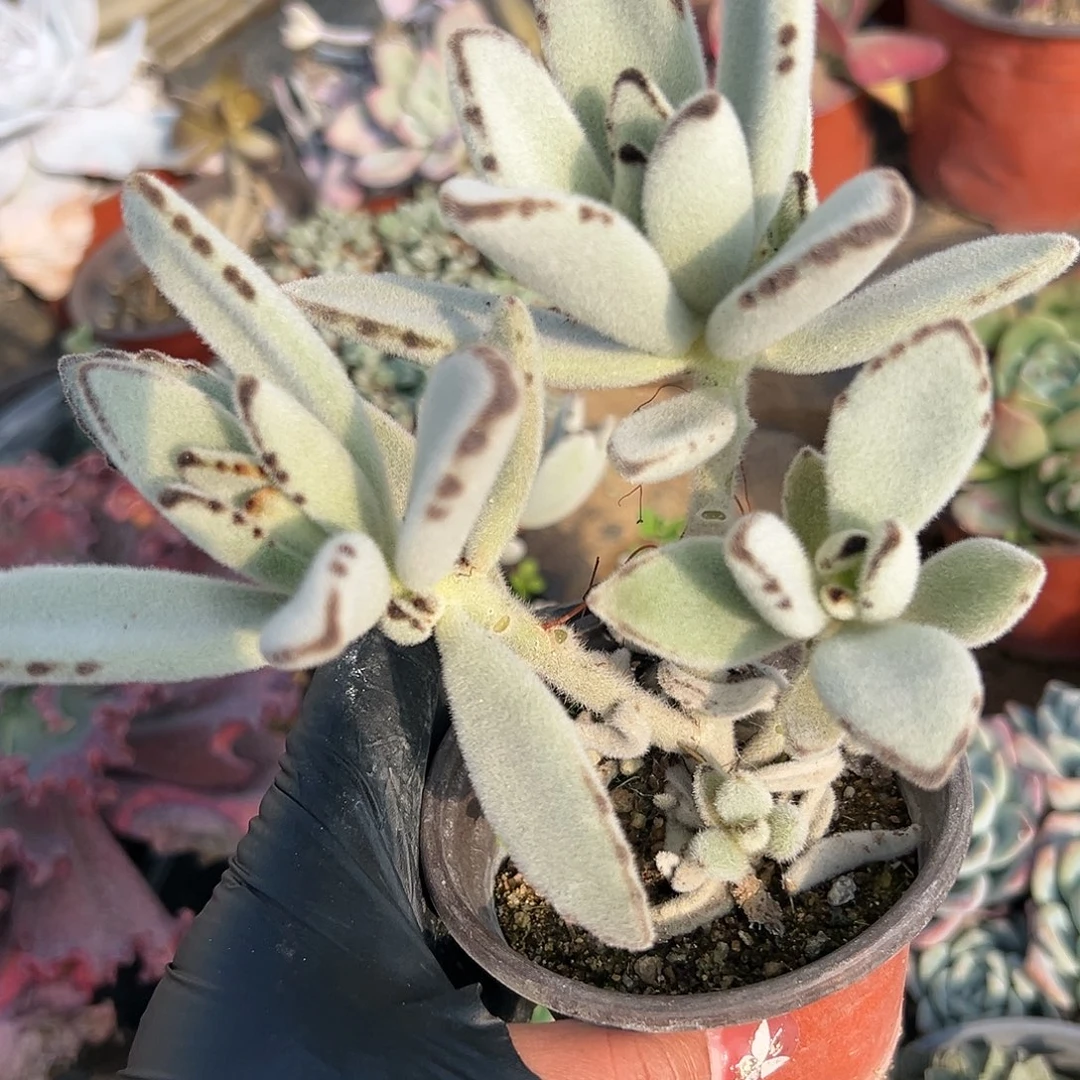 多肉植物多肉植物