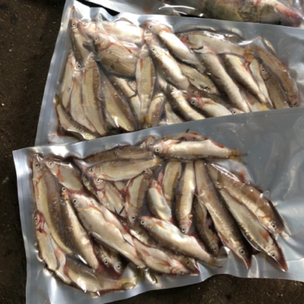 “百黄鱼”4斤包邮新鲜真空包装