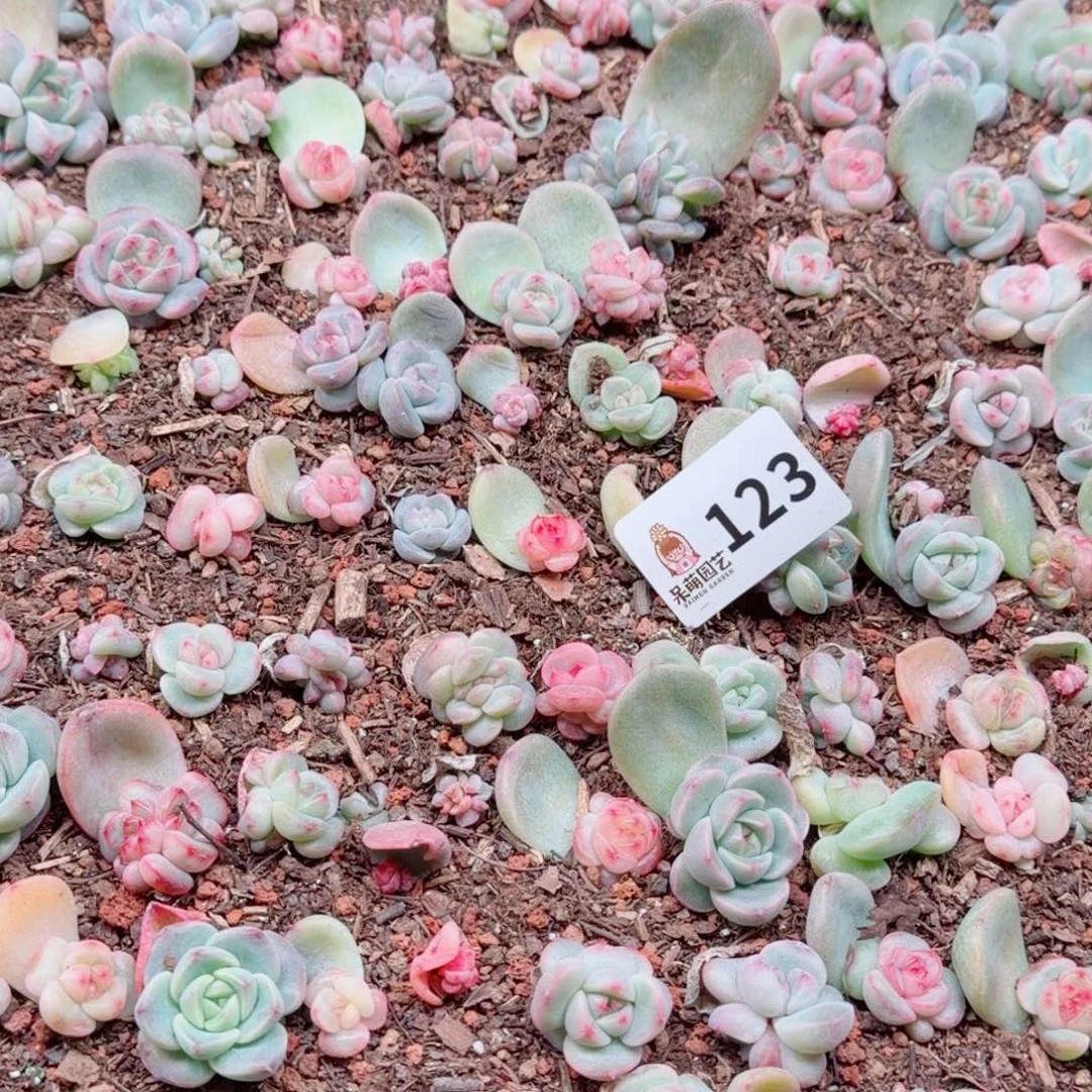 泡***x多肉植物多肉植物