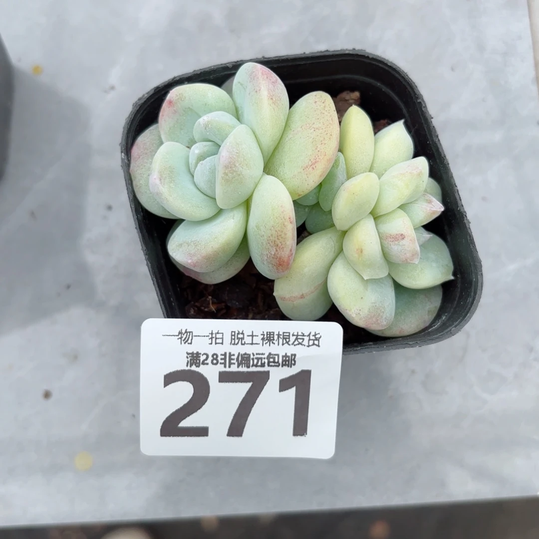 石化冰玉不包整无盆土发货