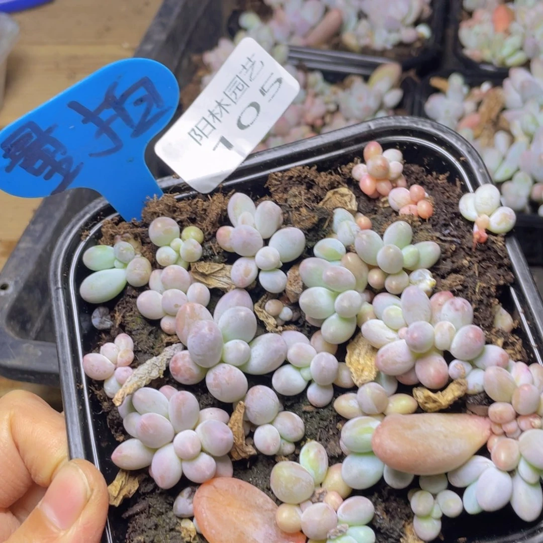 量拍多肉植物多肉植物105