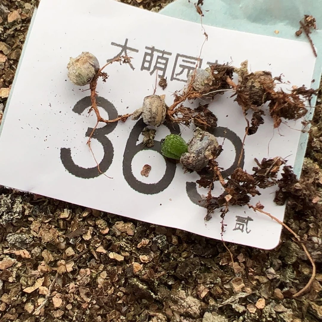 0000399量拍妖奇玉5颗尺寸小介意勿拍。