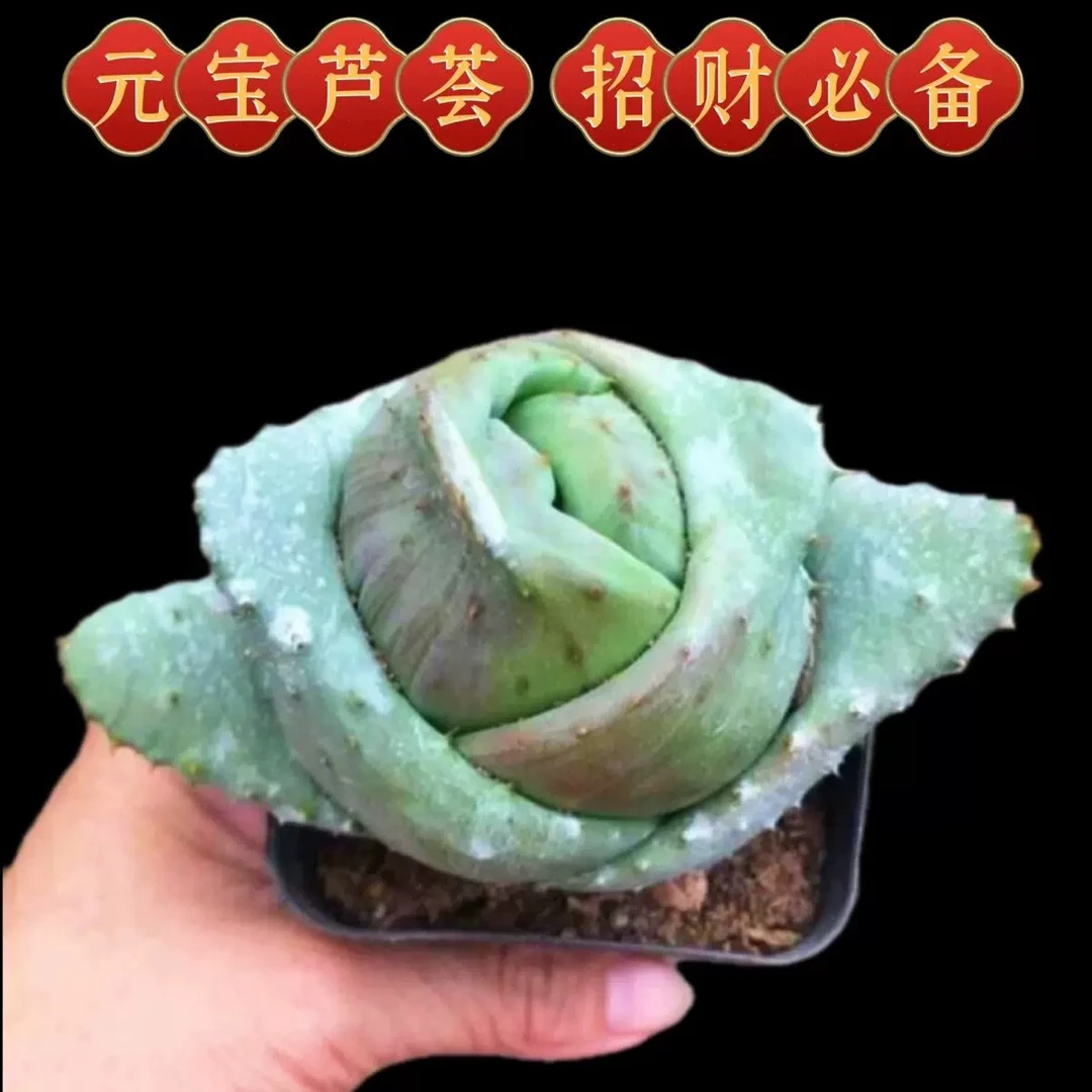 店铺满18元包邮-脱土发货元宝芦荟多肉7公分左右