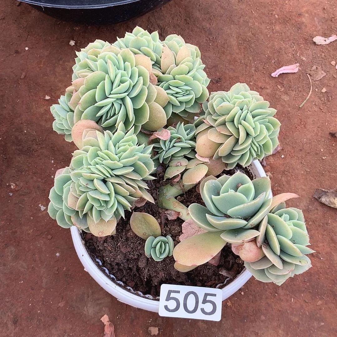 505星娜塔缀一物一拍多肉