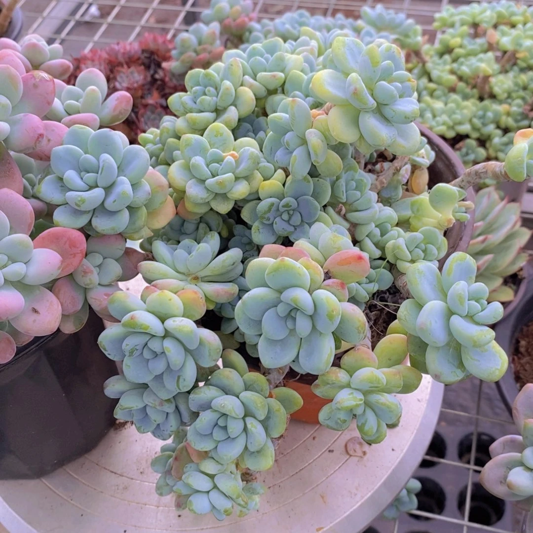 香香劳尔多头群生老桩