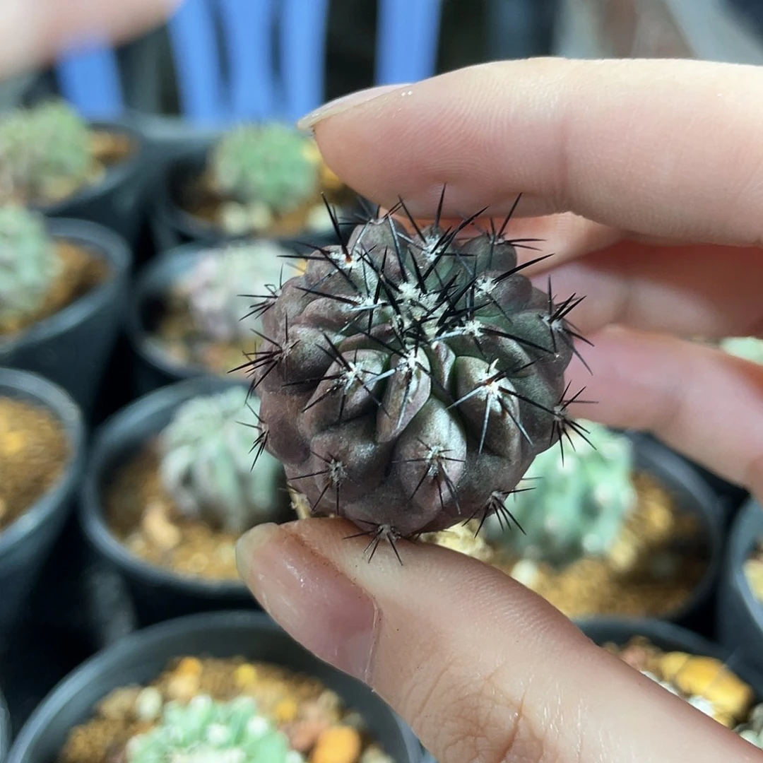 3cm自根黑王丸1颗