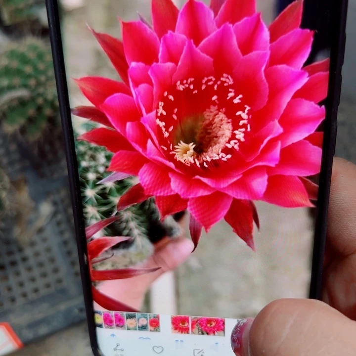 64彩草125 歪无根侧芽4公分左右20包邮