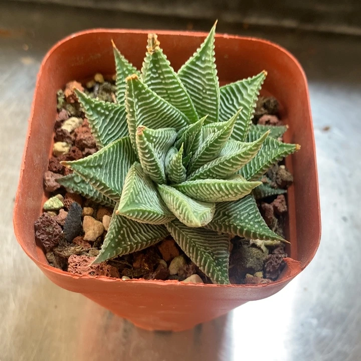 白马硬叶一物一拍