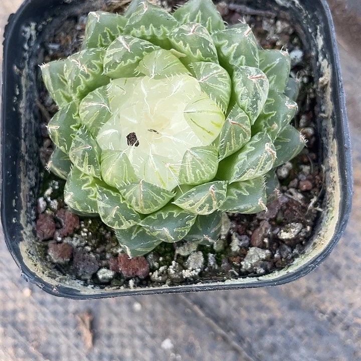 玉露翠云锦满25包邮