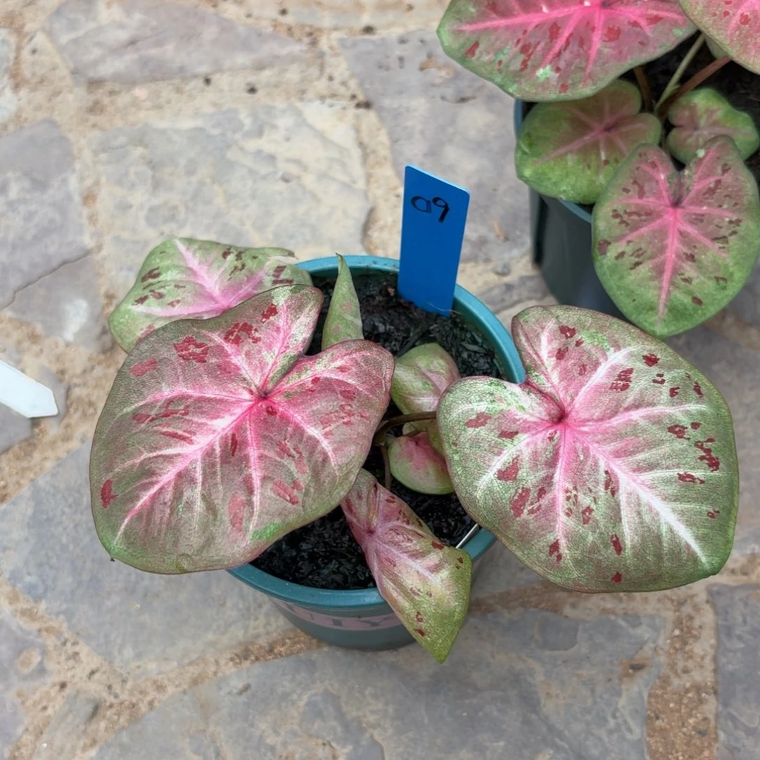 芭提雅泰国彩叶芋09-0917