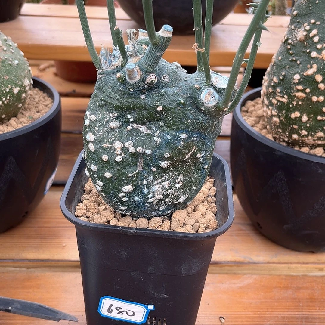 潮流植物球腺蔓，养定