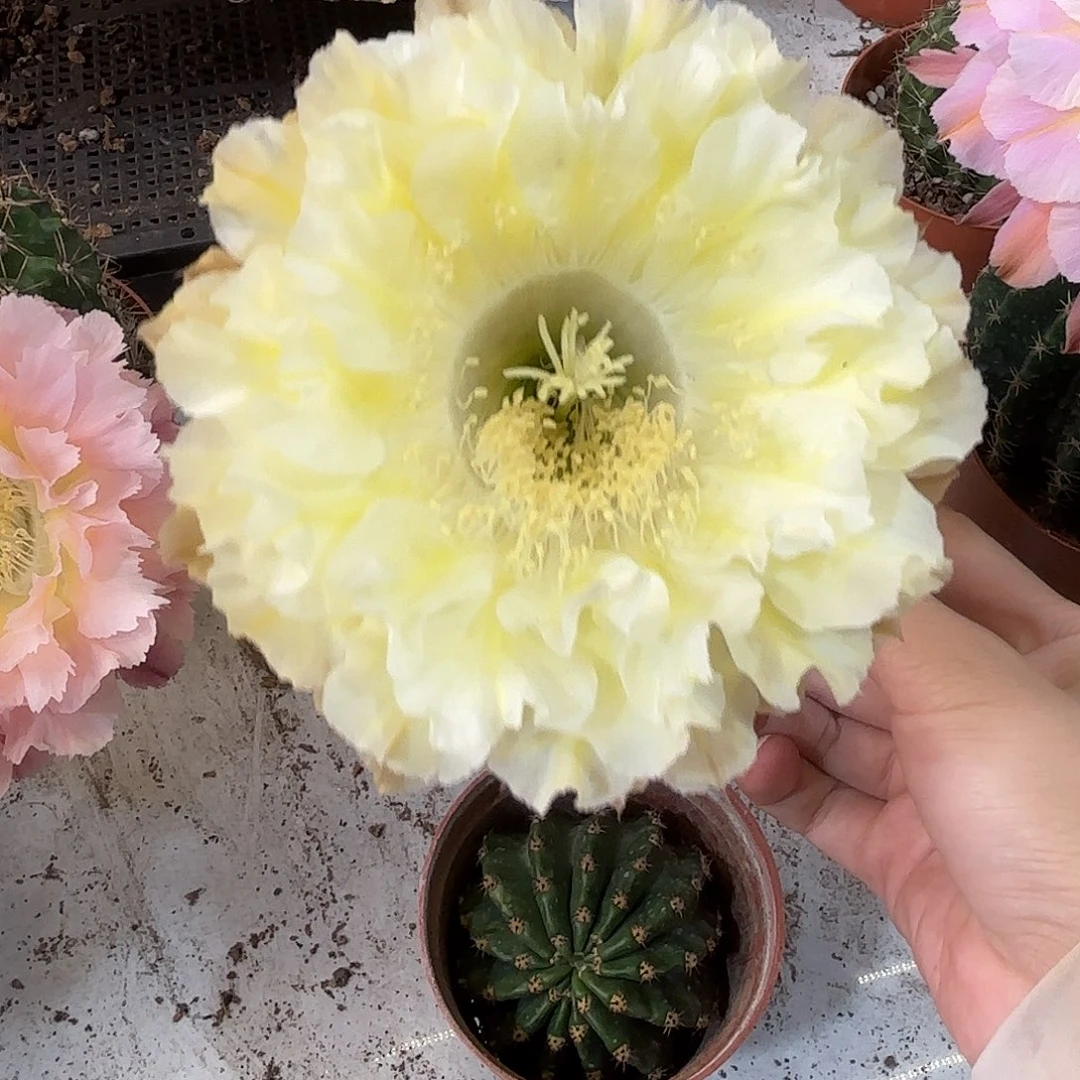 彩草卷黄白5.5-6公分大侧牙