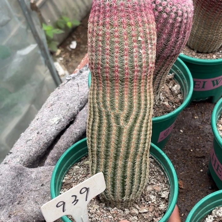 黄***羊939实生红太阳好养