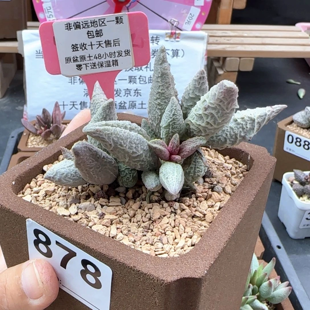 一**心878融冰多肉植物