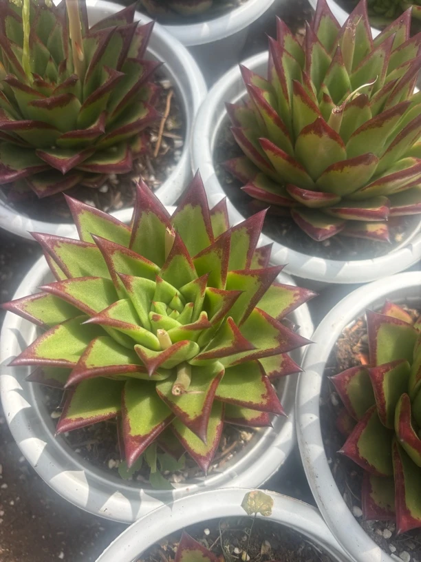 口红 多肉植物新手好养（满9.9包邮）