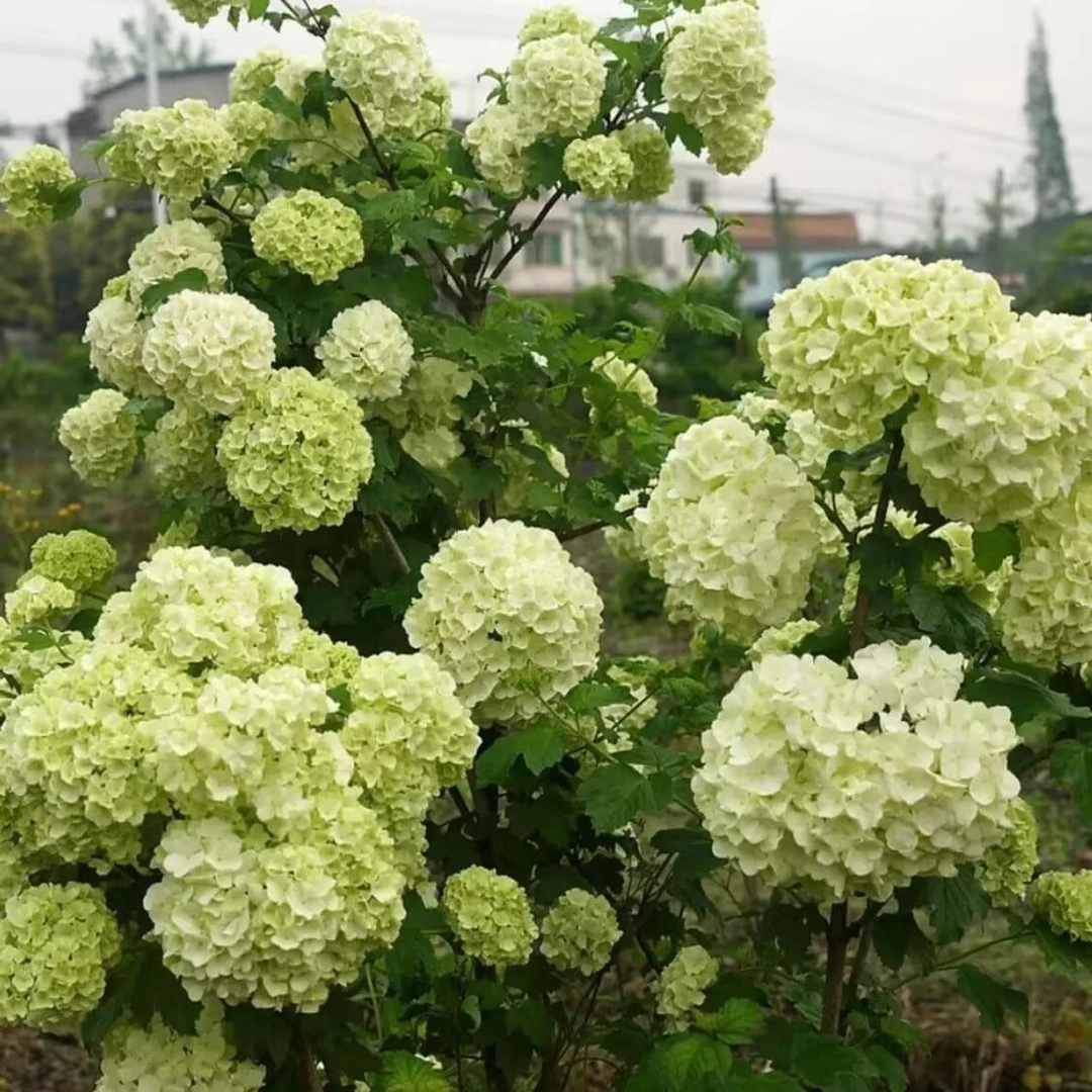 欧洲木绣球玫瑰耐寒耐热