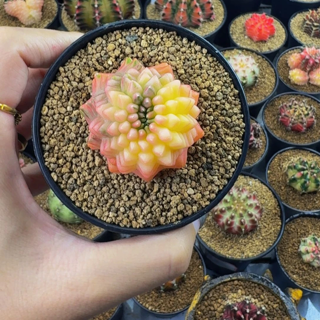 诺***殇米哈星球00000000000688