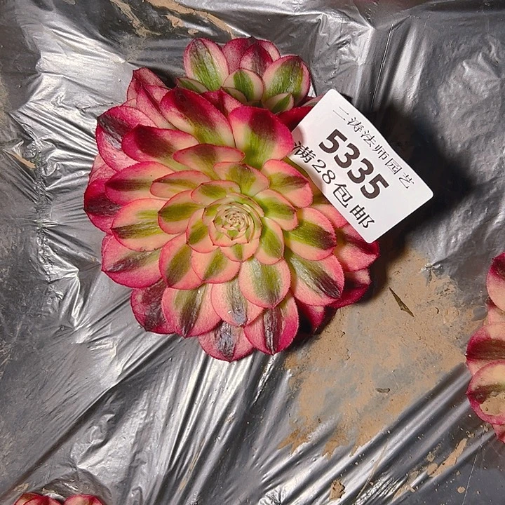 5335荔枝多肉植物2号