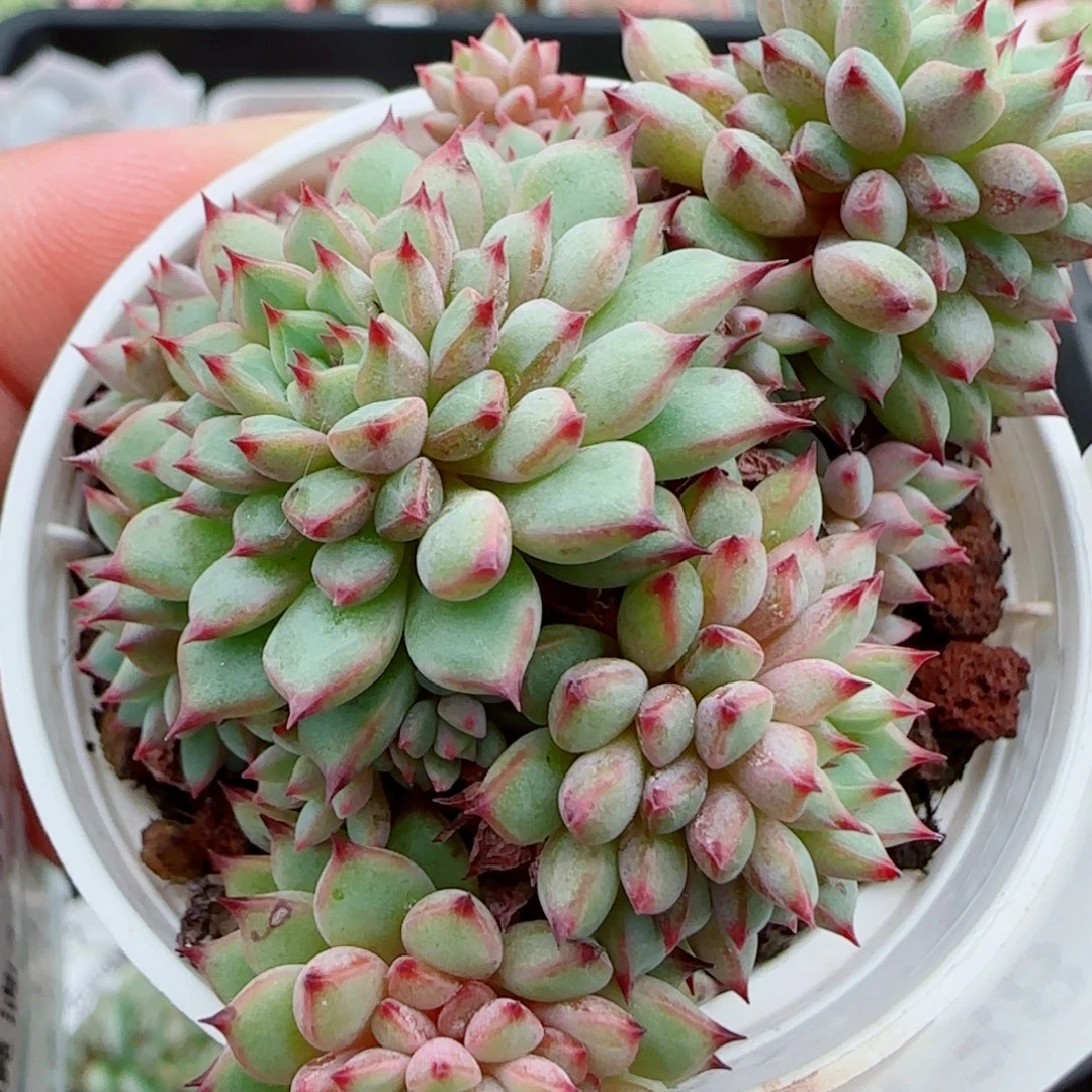 花语逸镜1007-138恶魔少女