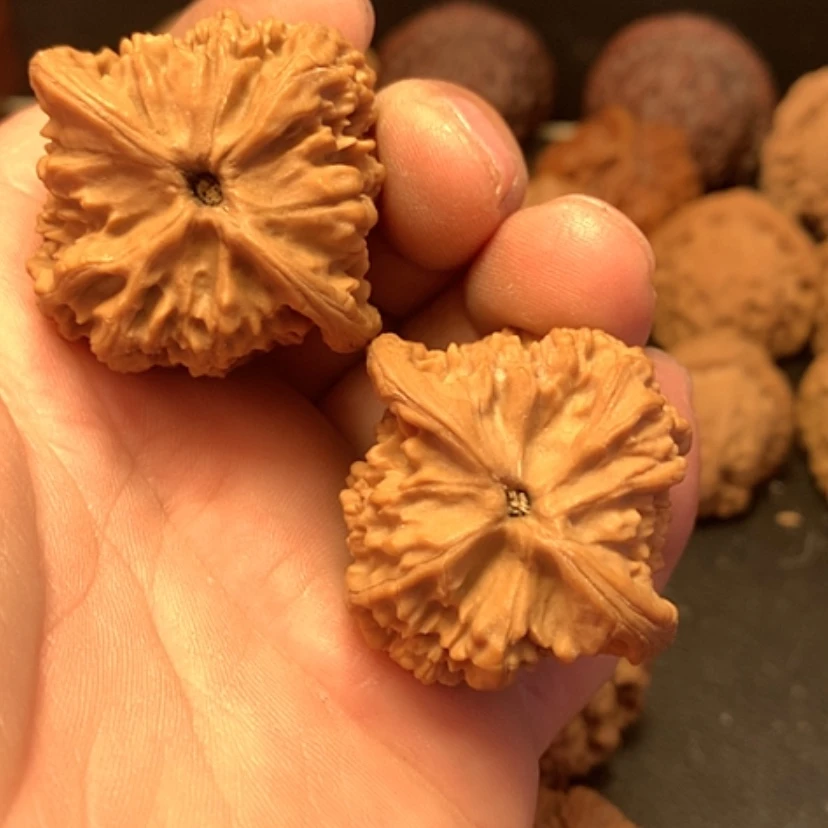 【闪购商品】大****景红狮子