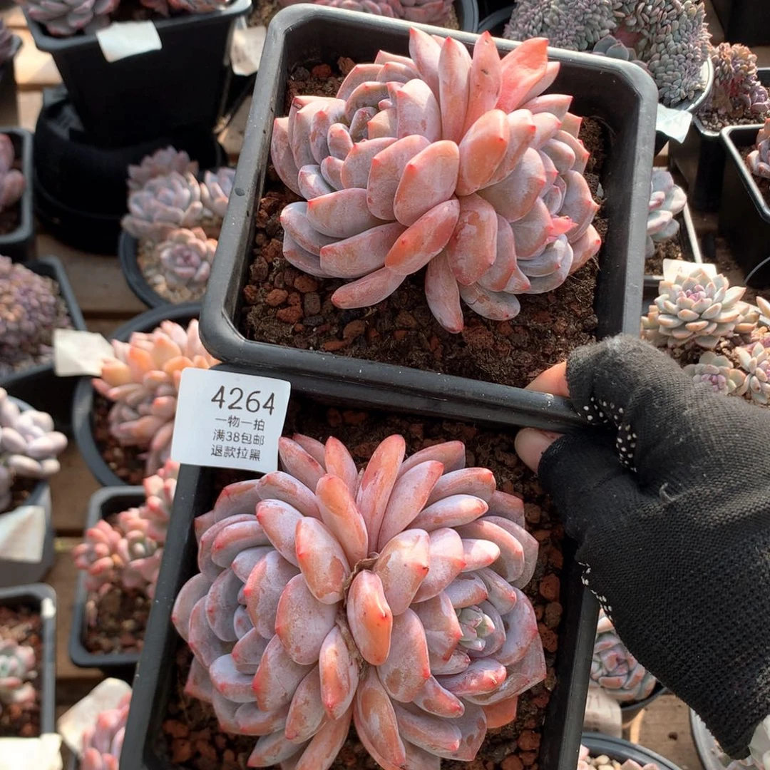 双头粉星影两颗4264