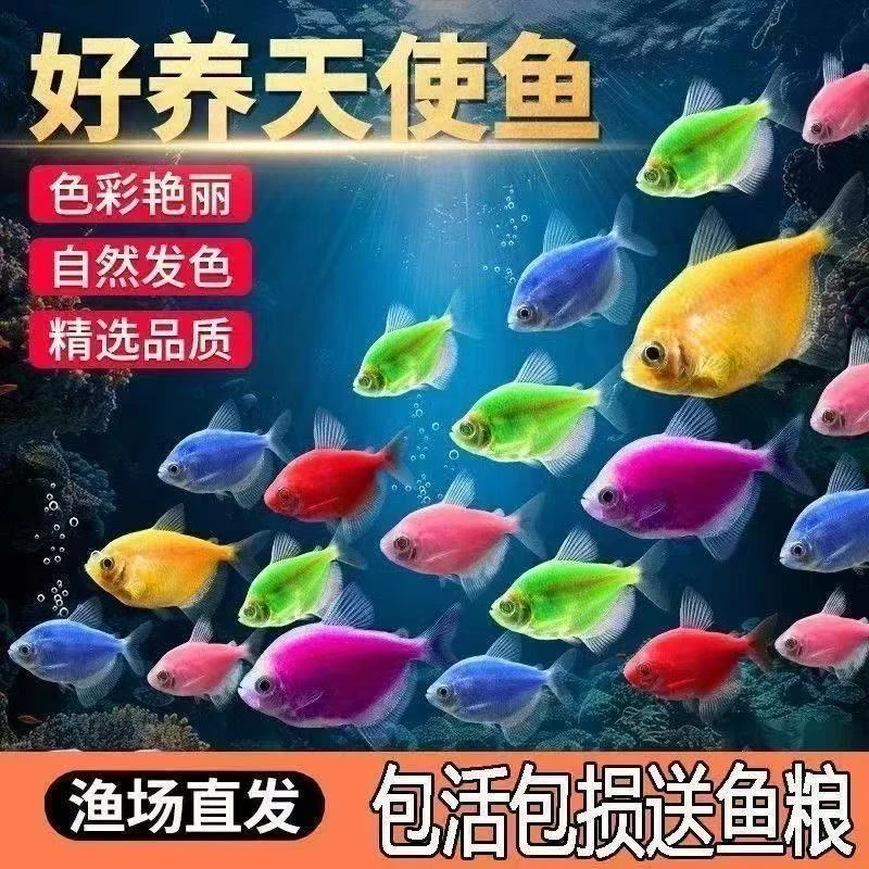 七彩天使观赏鱼小型热带淡水鱼颜色丰富群游好养新手适用