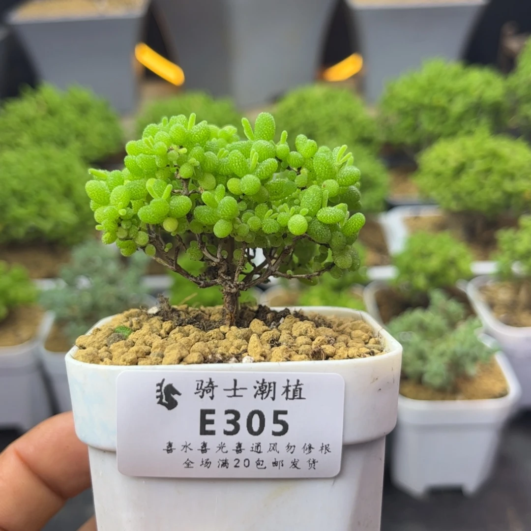 305蜜橘糖球枝干多肉