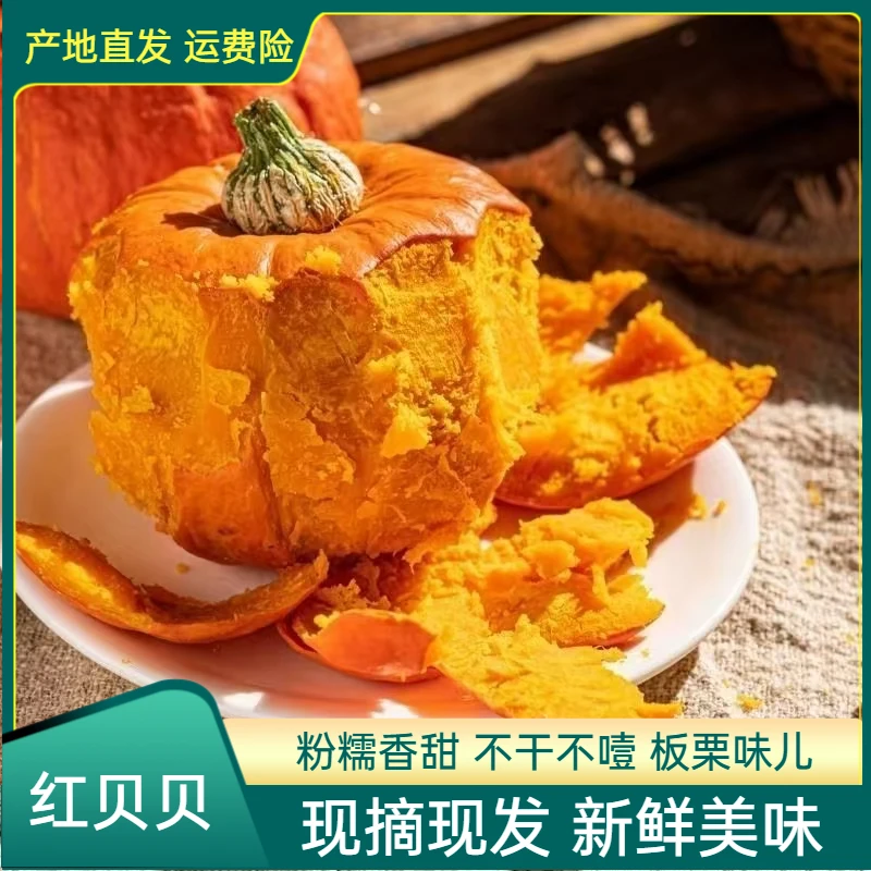 【金贝贝】进口种源粉糯香甜板栗小南瓜山东潍坊非惠和一号轻食辅食