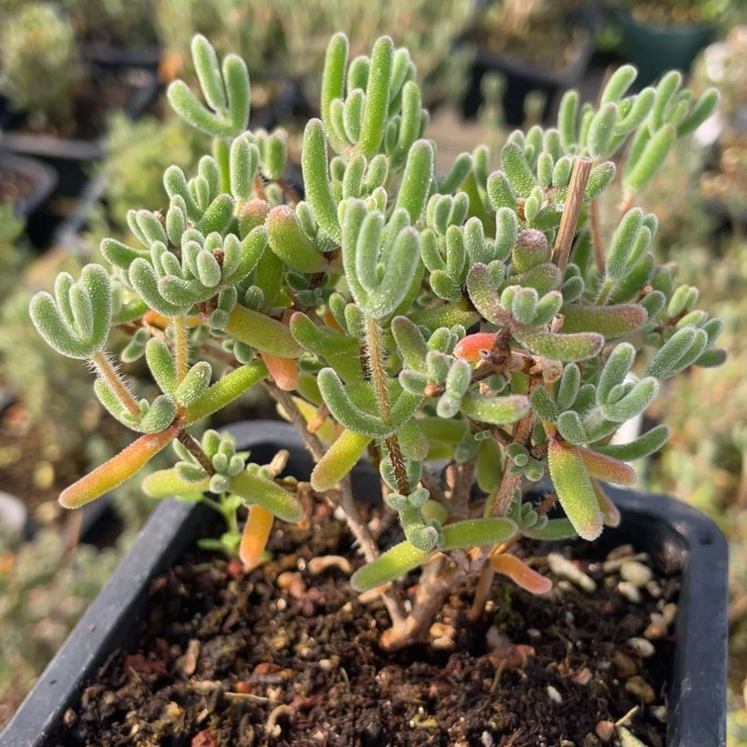 呆**熊实生琉璃。