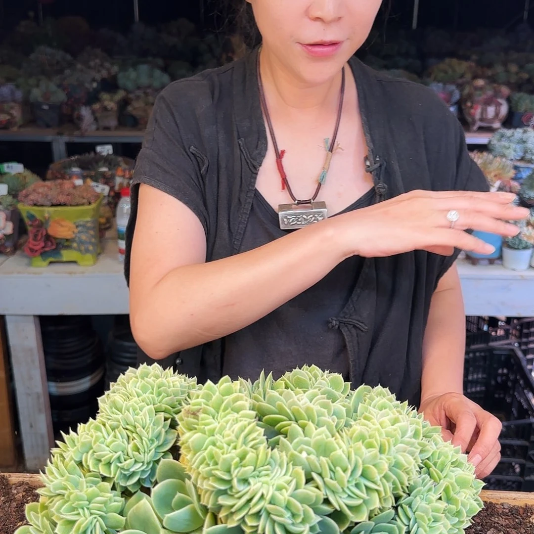 3***子瓶子，星纳塔缀260     肉