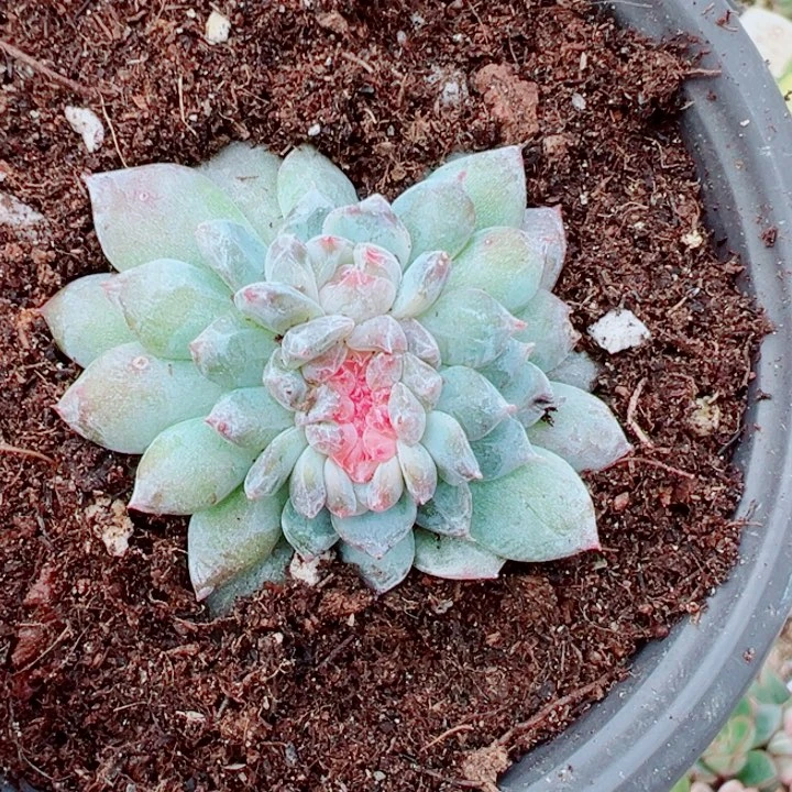 冰坡缀多肉植物1334
