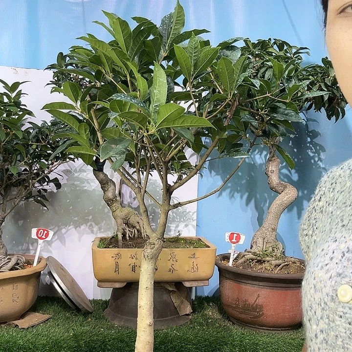 ****࿐大量花朵（建议范围：8朵-15朵 或40%以上）金桂1111111