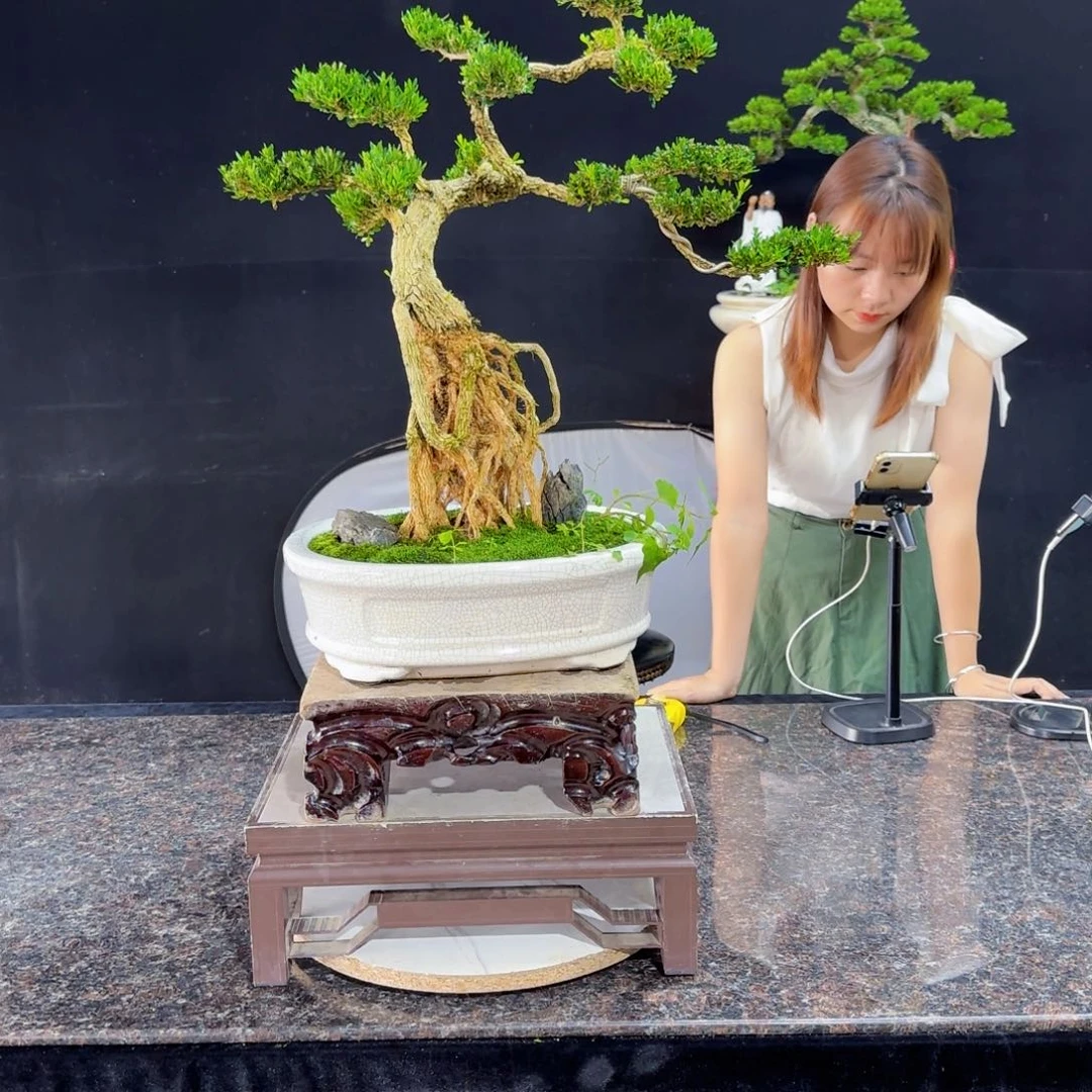 当前无花朵，栽培后可花朵