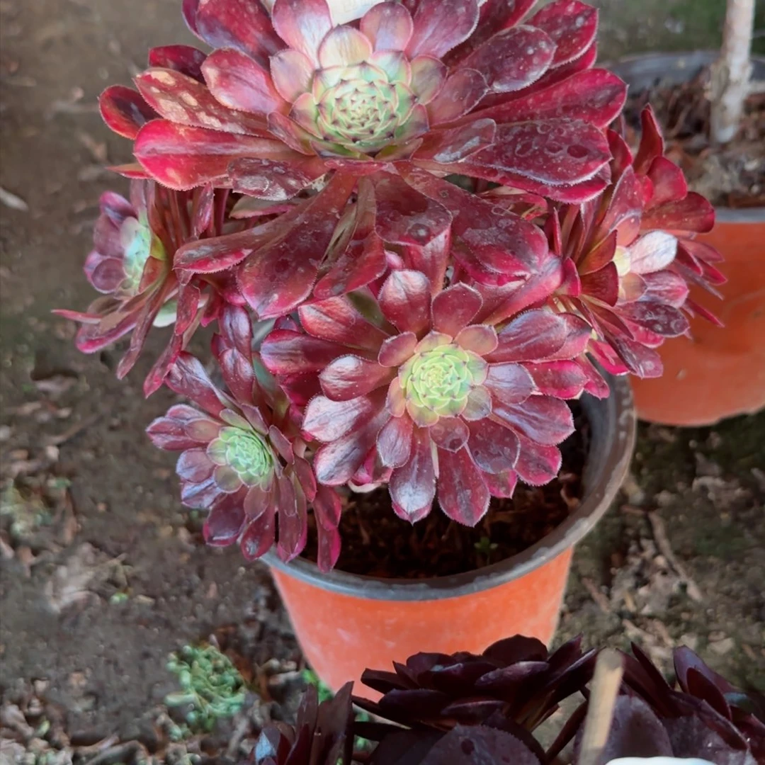 祝融法师多肉339