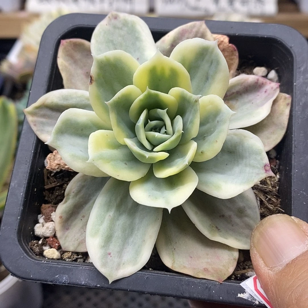 1598 小白龙覆轮锦