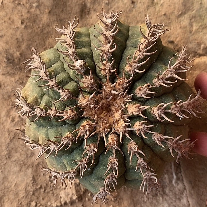 福利无根大猫爪哈哈