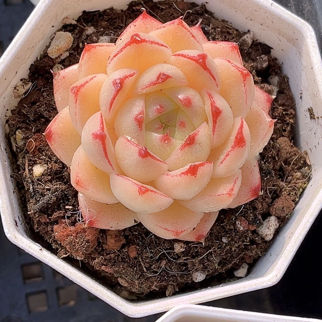 260 一物一拍多肉 萌芽