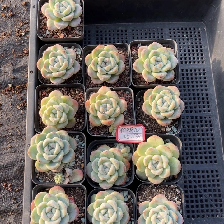 *****冰玉多肉七方盆一组冠幅5-6厘米