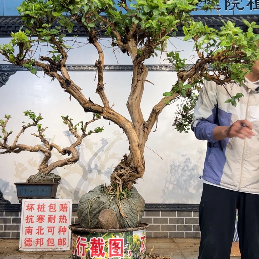 完全开放金银花开花3996898998