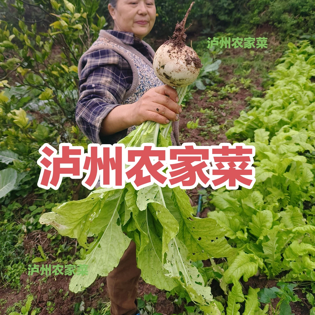 四川泸州农家菜 露天种植 农家肥  生长周期长