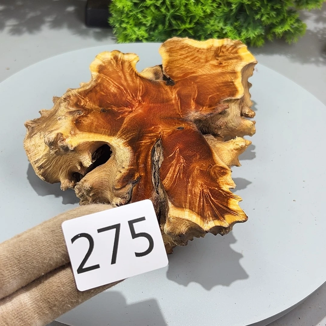 梨木老*火琉璃……火琉璃