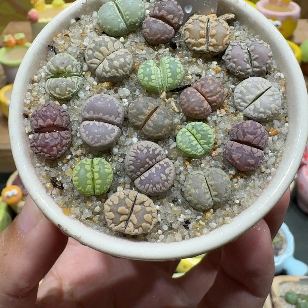 蘑菇1086大牙彩拼多肉植物
