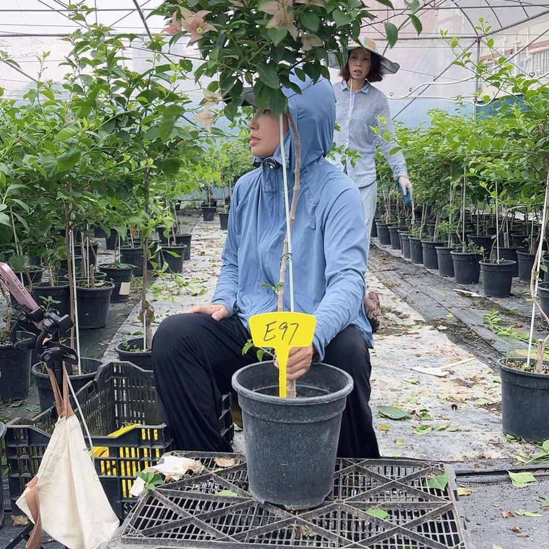 酒***花完全开放E97卡亚塔