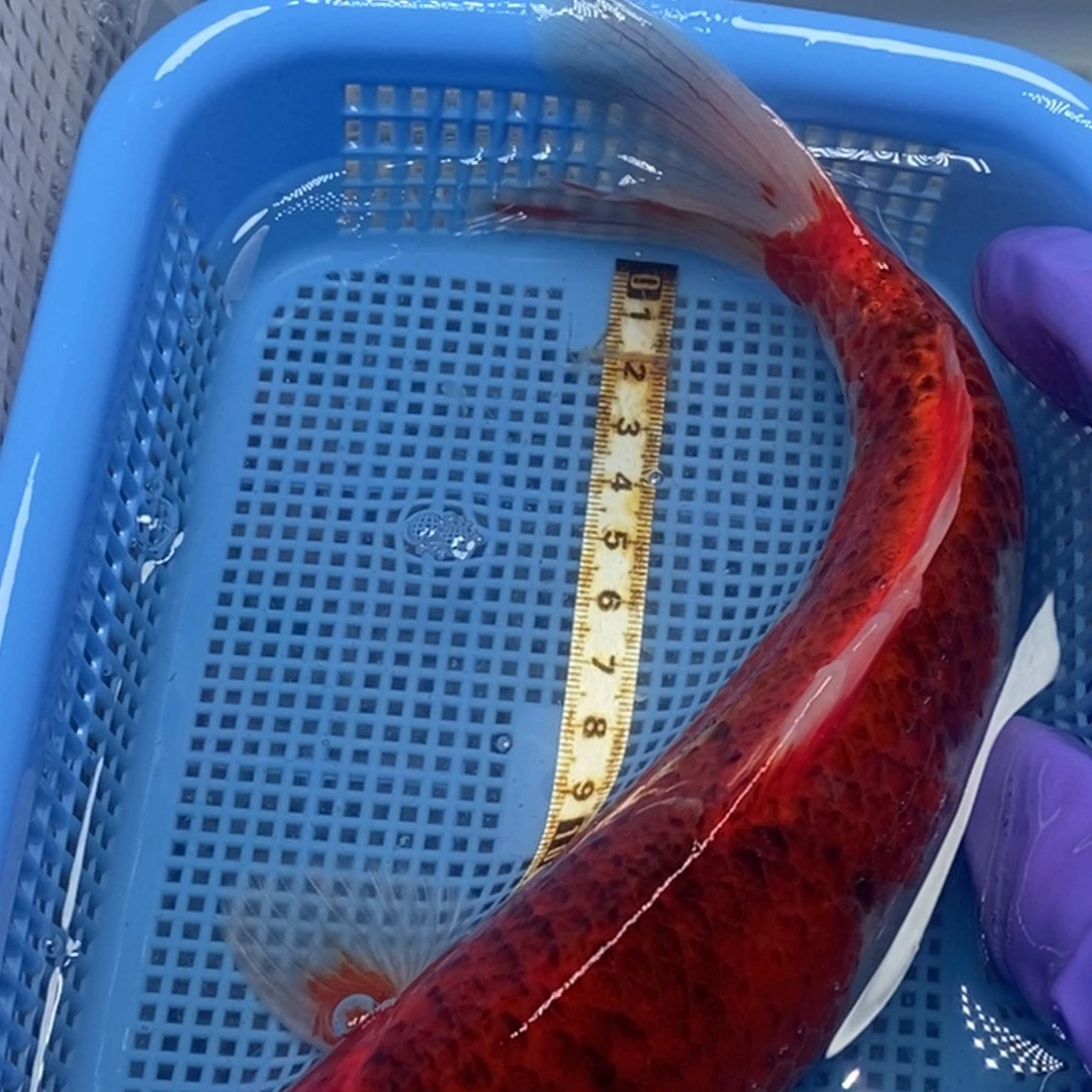 锦鲤冷水锦鲤包邮